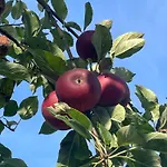 Altes Oste Mit Gruenkohltour & Bossel-wochenende *